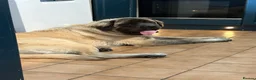 Mastiff dogs for sale: Old English Mastiff  in Doncaster - Advert 1