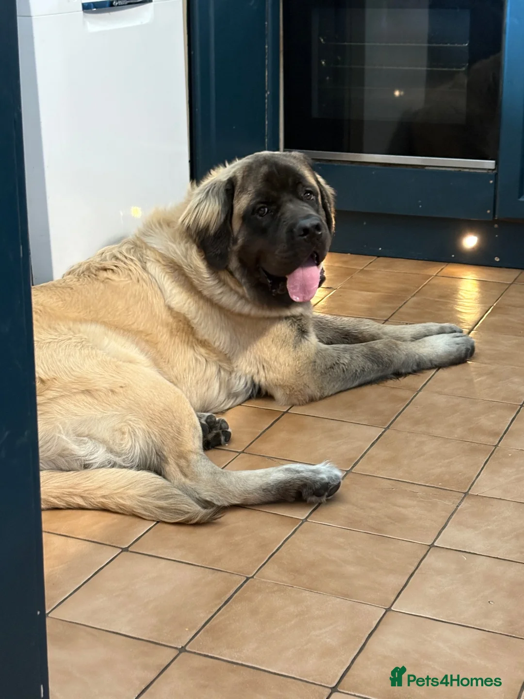 Mastiff dogs for sale: Old English Mastiff  in Doncaster - Advert 1