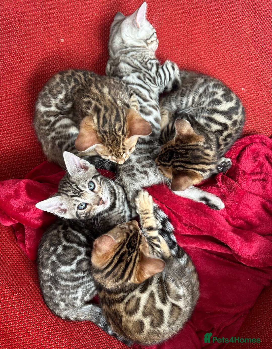 Bengal cats for sale: Beautiful TICA Registered Active Bengal female cat - Image 16