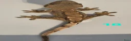 Gecko reptiles for sale: Current reptiles available  - Advert 6
