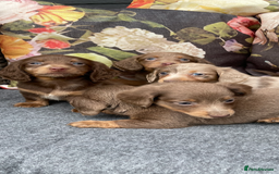 Miniature Dachshund dogs for sale: Miniature longhair dachshund puppies  - Image 9