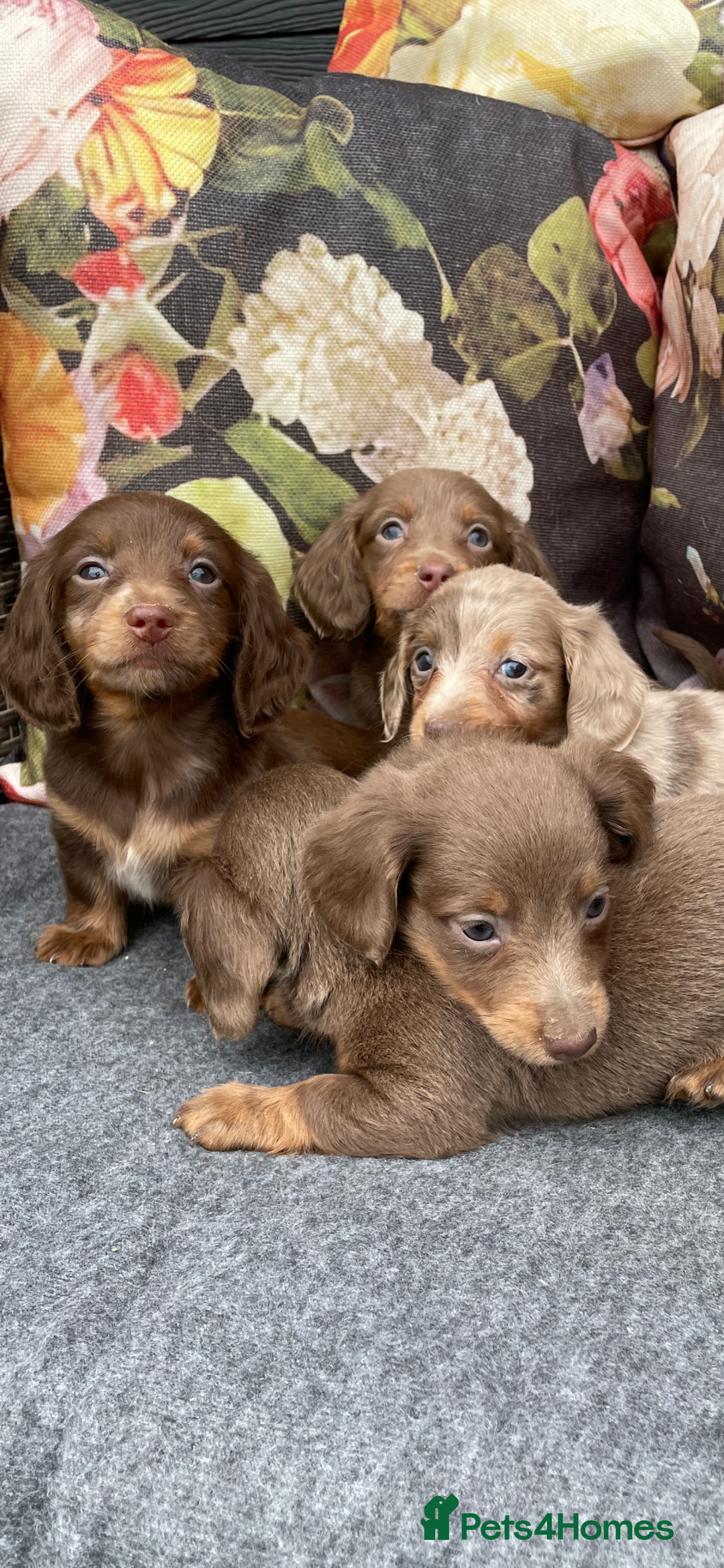 Miniature Dachshund dogs for sale: Miniature longhair dachshund puppies  - Image 9