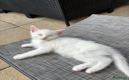 Ragdoll cats for sale: Kittens  - Image 4
