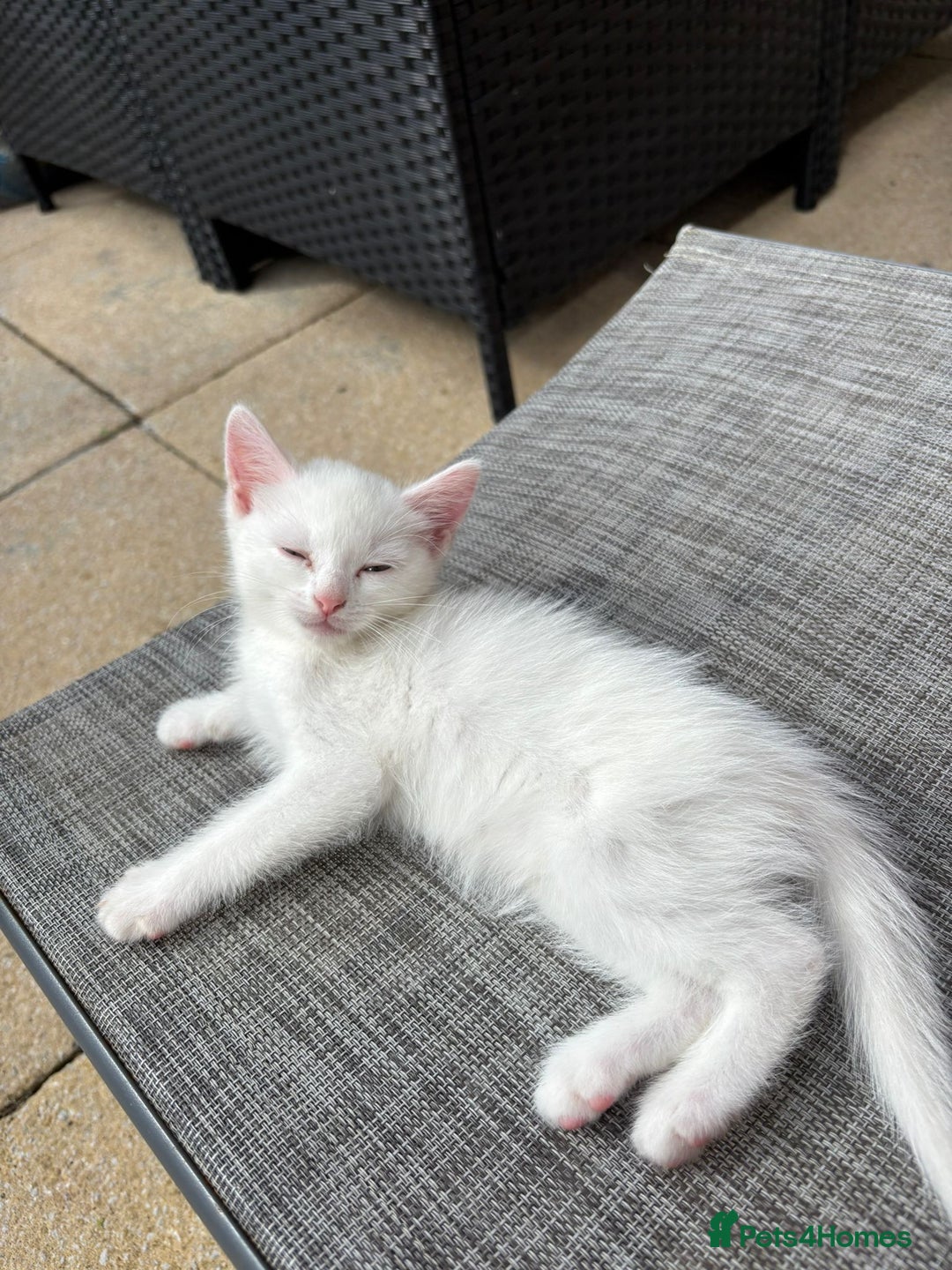 Ragdoll cats for sale: Kittens  - Image 4