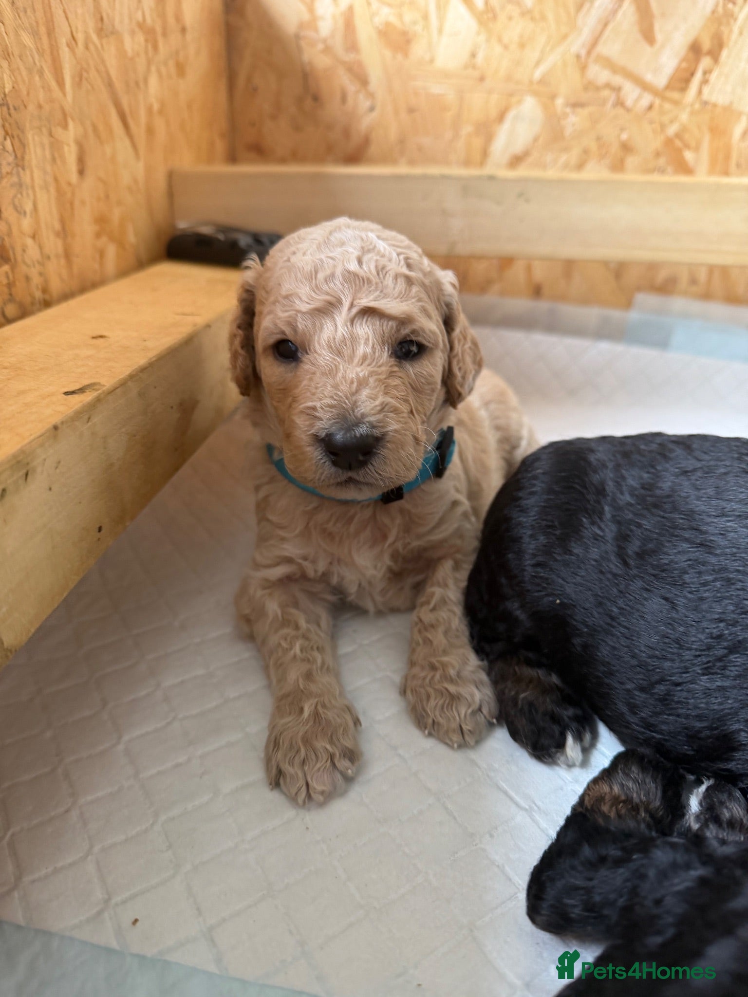 Mini Goldendoodle dogs F1b Mini Goldendoodle Puppies. Ready to Reserve 🤍 - Advert 2