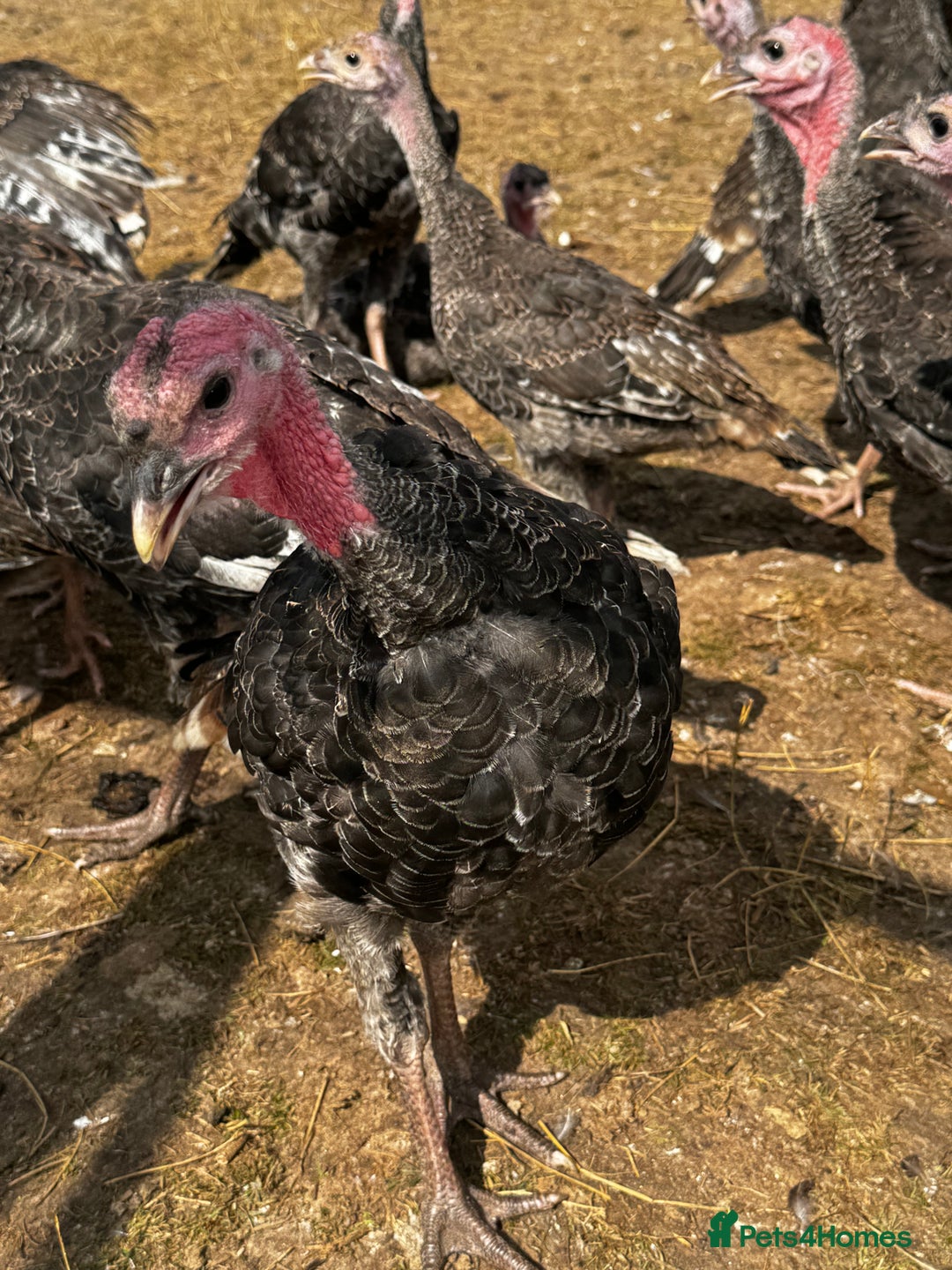 Turkeys poultry for sale: Bronze Turkeys  - Image 4