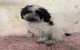 Cockapoo dogs for sale: Ready to Leave: F1 Cockapoo Puppies - Image 1