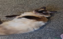 Ragdoll cats for sale: Beautiful Ragdoll for her forever home - Image 1