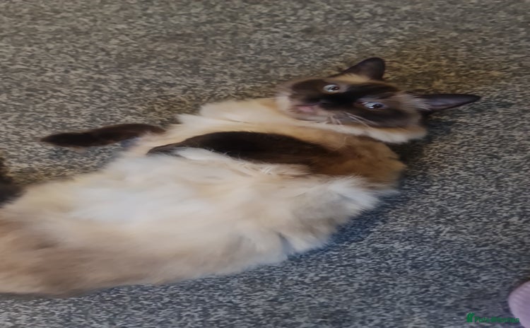 Ragdoll cats - Advert 7