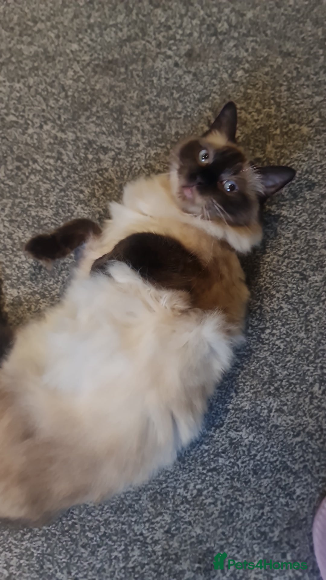 Ragdoll cats for sale: Beautiful Ragdoll for her forever home - Image 1