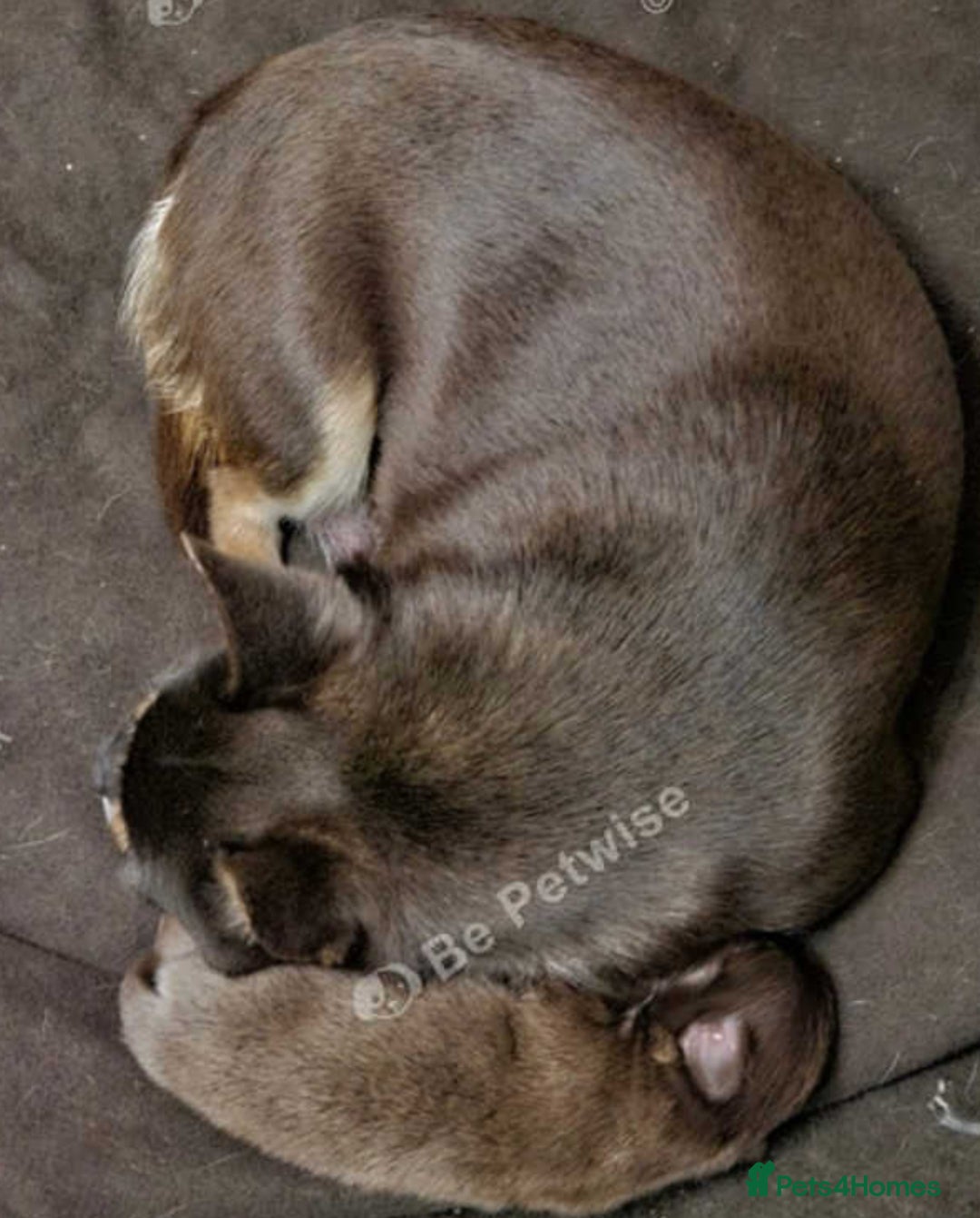 Chihuahua dogs for sale: 18 week puppie Chihuahua  - Image 4