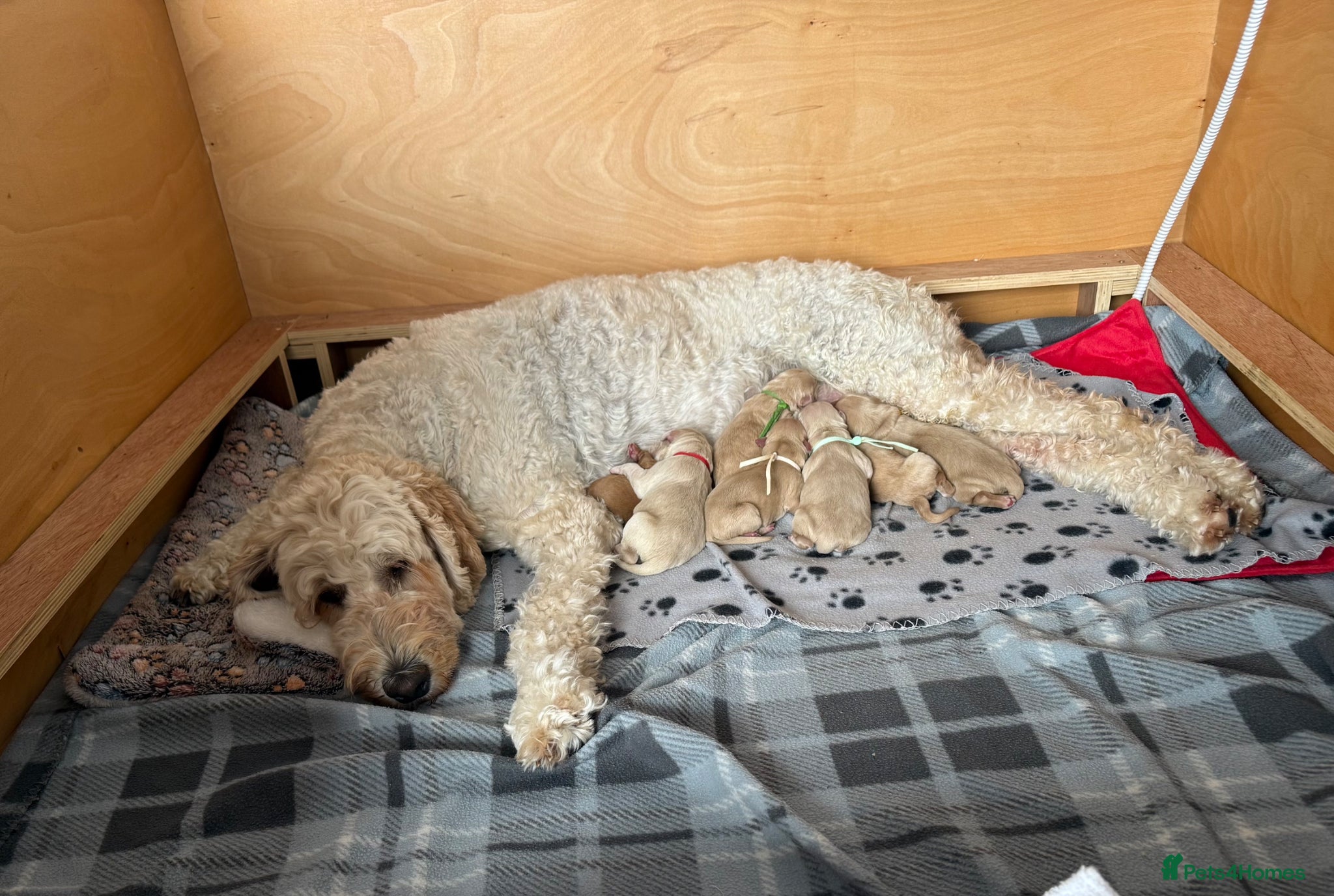 Mixed Breed dogs for sale: Multigeneration Cream/Apricot Double Doodles  - Advert 8