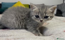 British Shorthair cats for sale: British shorthair kittens responsibly bred - Image 8