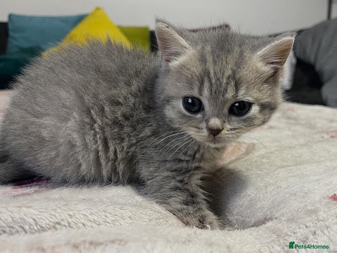 British Shorthair cats for sale: British shorthair kittens responsibly bred - Image 8