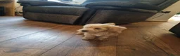 Mixed Breed dogs for sale: Cockerpoo/schnauzer - Advert 25