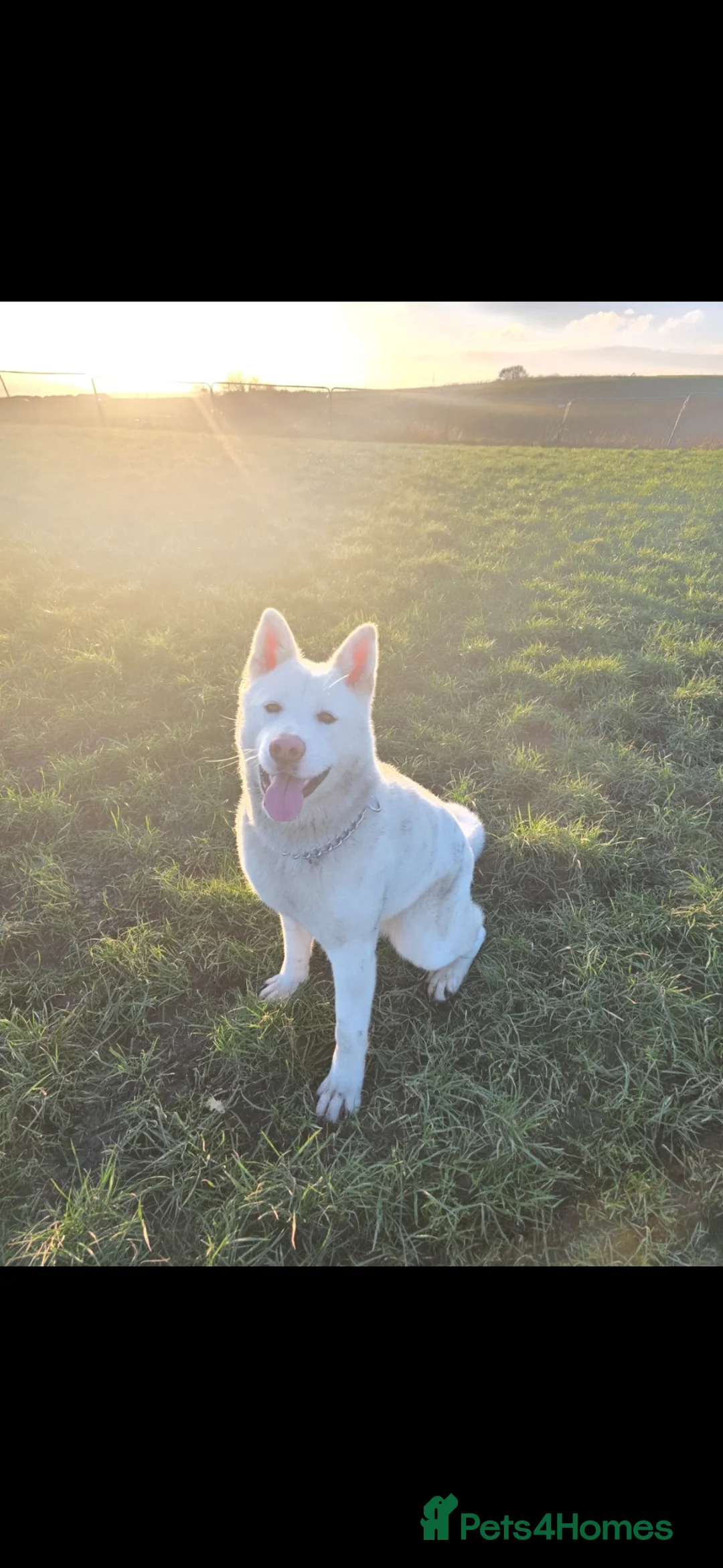 Akita dogs for sale: Naral  in Bradford - Advert 1