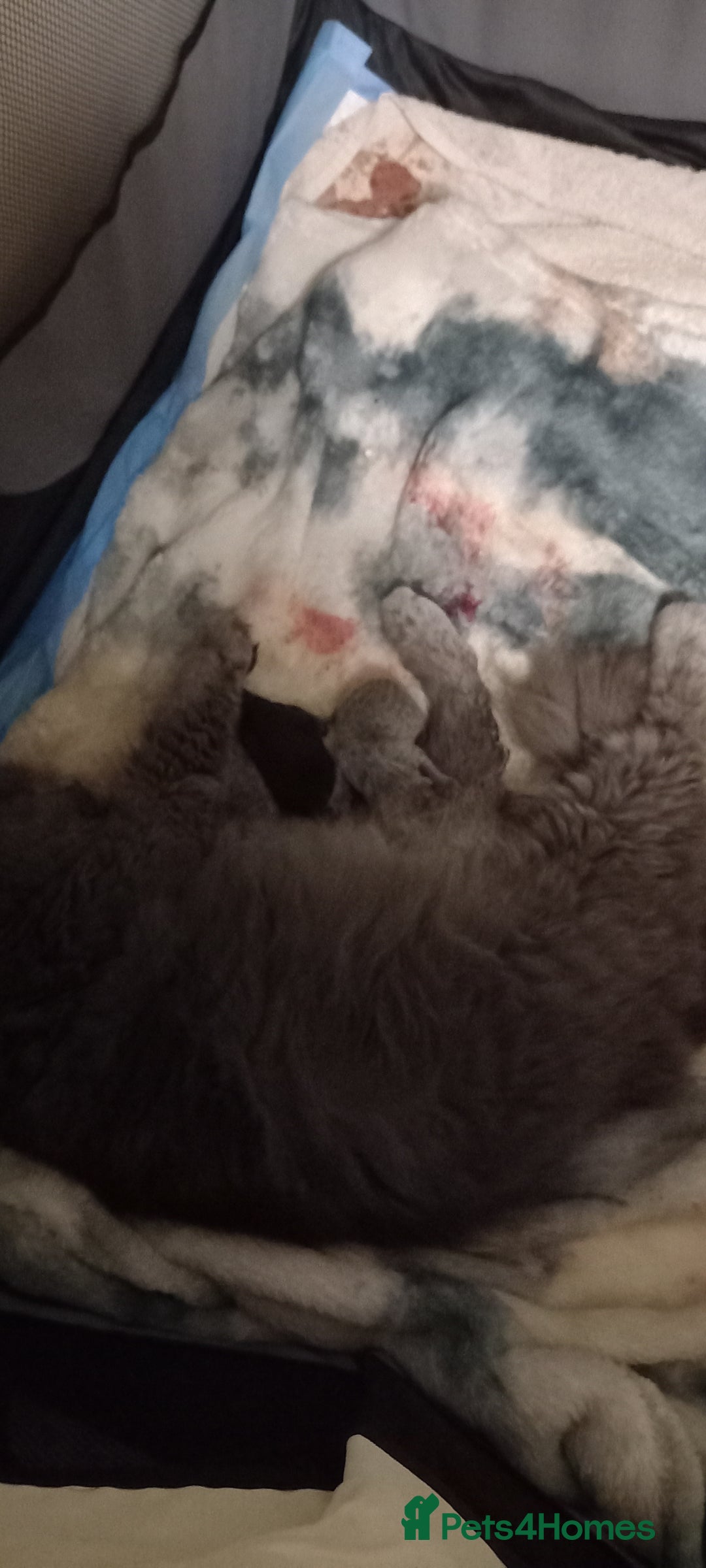 British Longhair cats for sale: 3 stunning longhaired british x  - Image 2