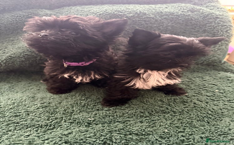 Yorkshire Terrier dogs 🐶Yorkshire terrier Biewer Ready To go leave 🐶 - Advert 4