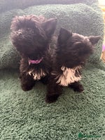 Yorkshire Terrier dogs 🐶Yorkshire terrier Biewer Ready To go leave 🐶 - Advert 3