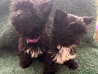 Yorkshire Terrier dogs 🐶Yorkshire terrier Biewer Ready To go leave 🐶 - Advert 5