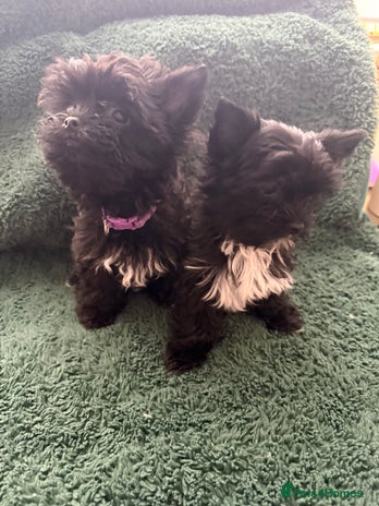 Yorkshire Terrier dogs 🐶Yorkshire terrier Biewer Ready To go leave 🐶 - Advert 4