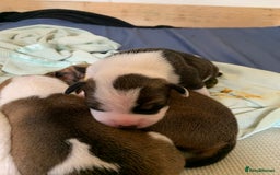 Staffordshire Bull Terrier dogs for sale: Staffordshire Bull Terrier puppies  - Image 14