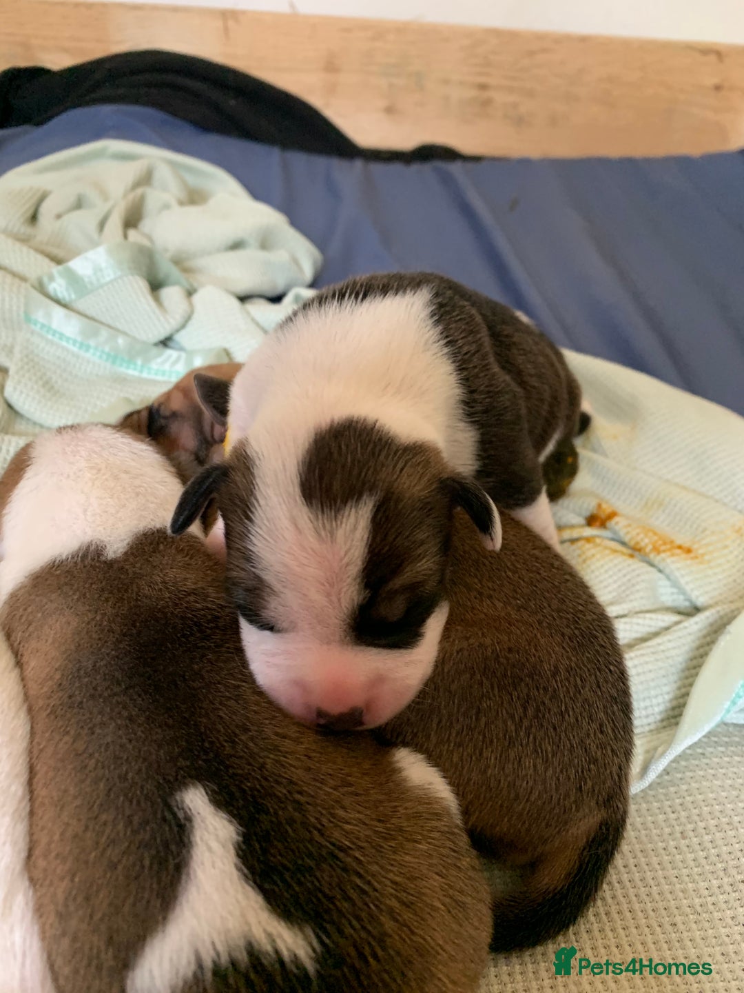 Staffordshire Bull Terrier dogs for sale: Staffordshire Bull Terrier puppies  - Image 14