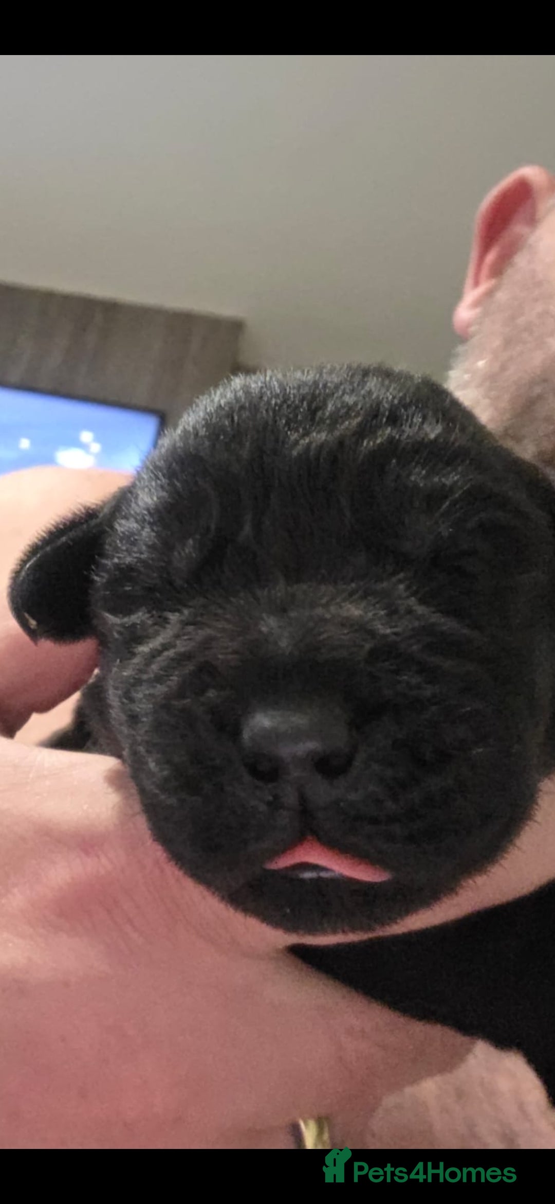 Labrador Retriever dogs for sale: Kc registered labrador  - Advert 4