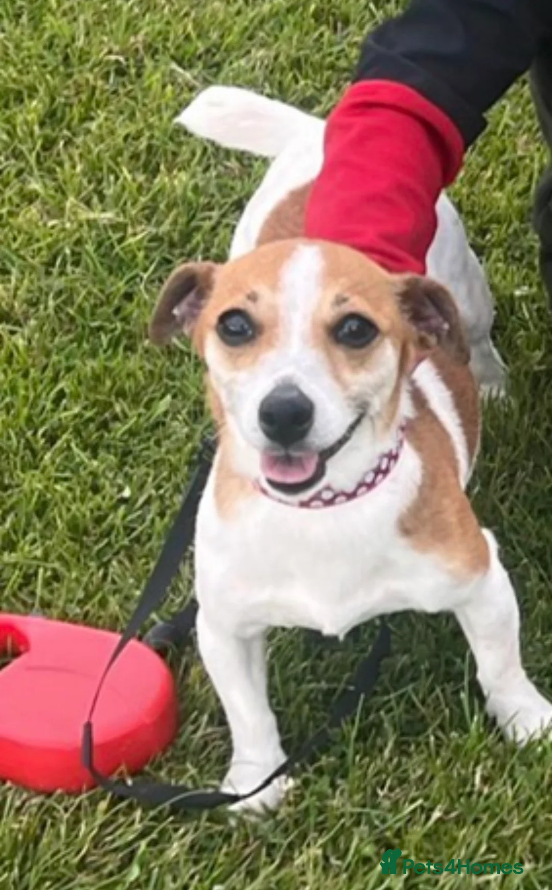 Jack Russell dogs for sale: Miniature Jack Russell Puppies - Advert 4