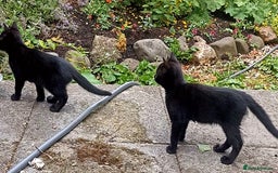 Mixed Breed cats for sale: Kittens - Image 6