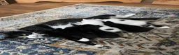 Mixed Breed cats for sale: Kittens for sale  - Advert 12