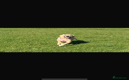 Golden Retriever dogs for sale: Golden Retriever  - Image 5