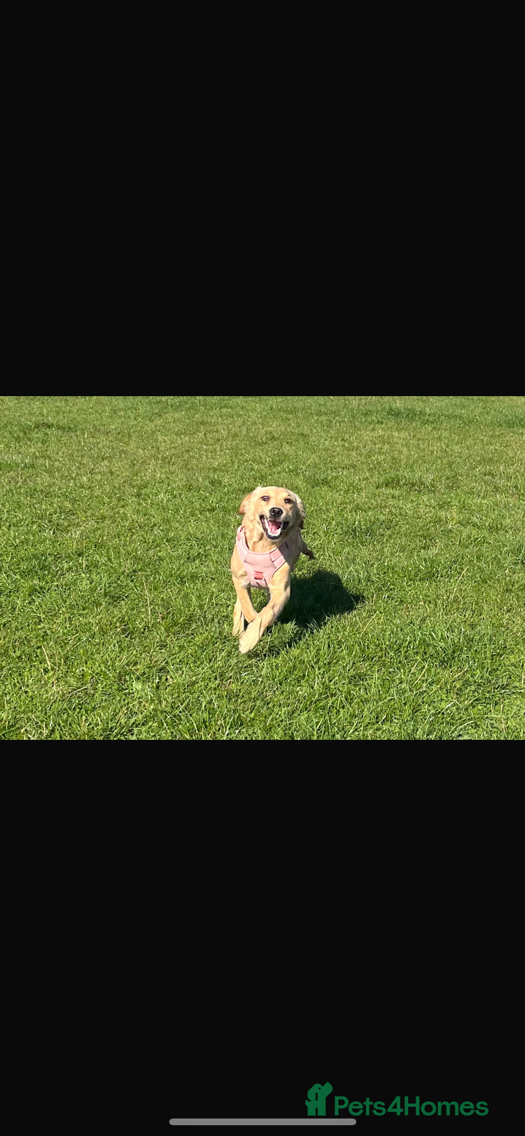 Golden Retriever dogs for sale: Golden Retriever  - Image 5