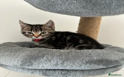 American Shorthair cats for sale: Ready to leave 2 boy kittens left  in Ilford - Image 8