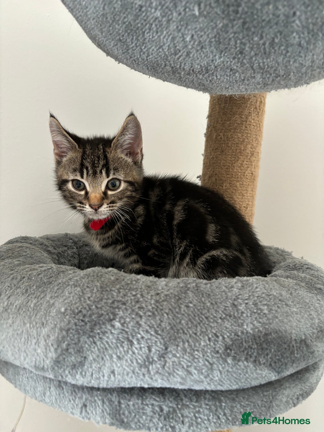 American Shorthair cats for sale: Ready to leave 2 boy kittens left  in Ilford - Image 8