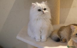 Scottish Fold cats for sale: Scottish Kittens – Fold & Straight – Ready Now - Advert 9