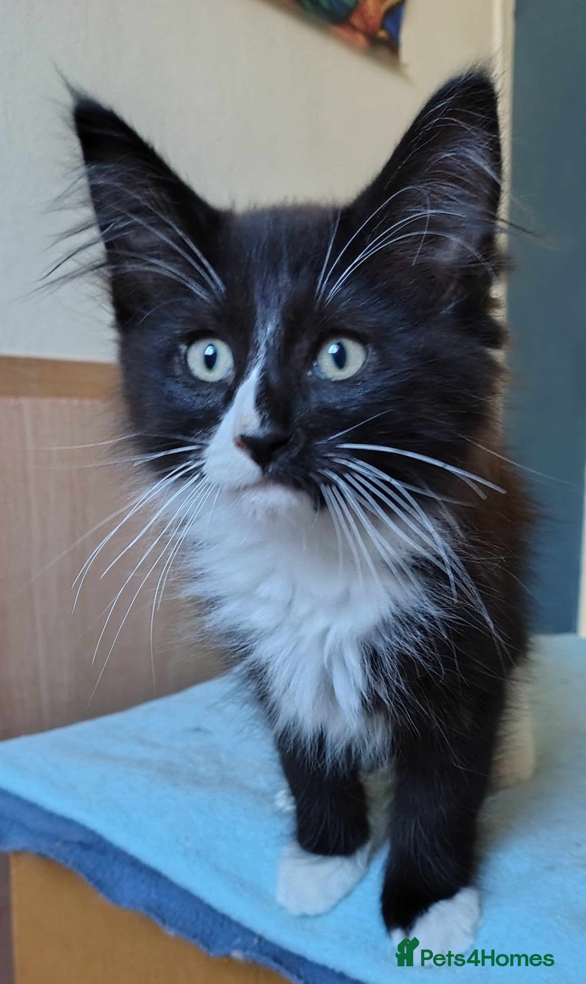 Norwegian Forest Cat cats Pedigree Norwegian Forest kittens - Advert 1