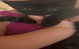 Maine Coon cats for sale:  Maine coon x BSH stunning kittens 😻 - Image 23