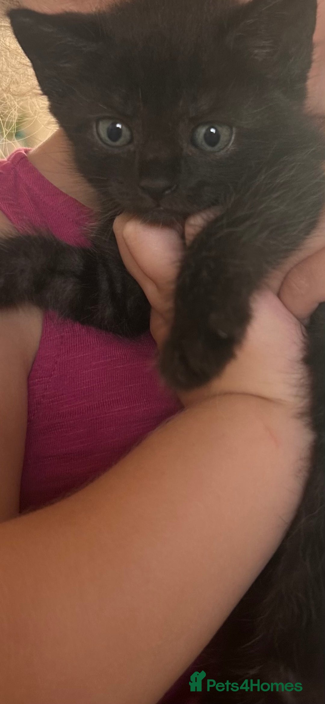 Maine Coon cats for sale:  Maine coon x BSH stunning kittens 😻 - Image 23