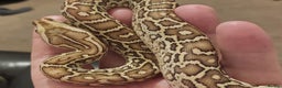 Python Snake reptiles for sale: CB25 Female Dwarf Hypo Python & Setup - Advert 12