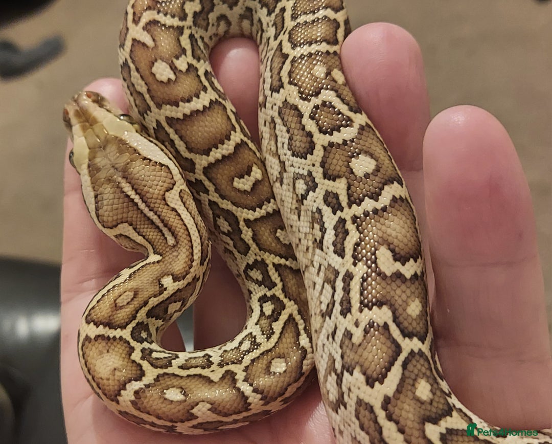 Python Snake reptiles for sale: CB25 Female Dwarf Hypo Python & Setup - Advert 12