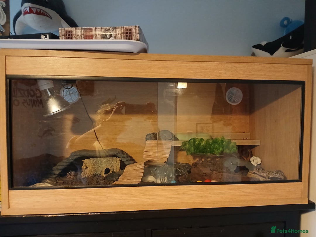 Leopard Gecko reptiles for sale: Adult Leopard Gecko and full setup. - Image 3