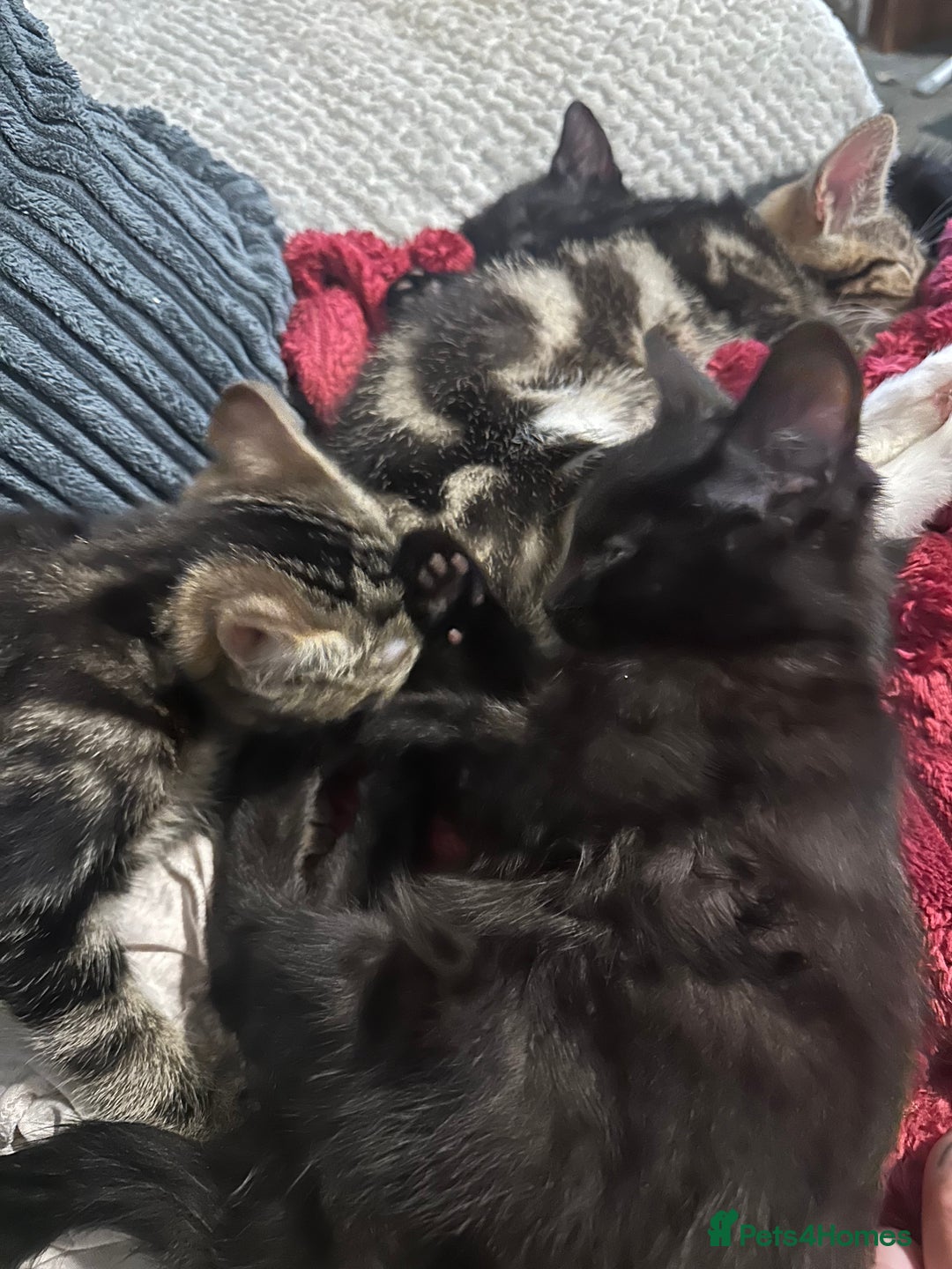 Domestic Shorthair cats for sale: beautiful kittens for loving new homes immediately - Advert 2