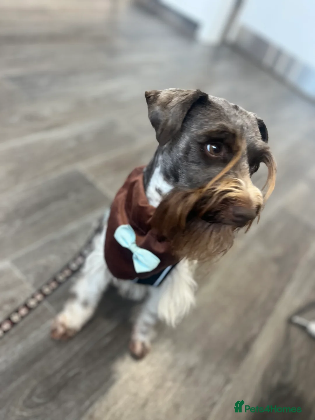 Miniature Schnauzer dogs for stud: KC CHOC/WHITE MIN SCHNAUZER BVA AND MAC CLEAR in Coventry - Advert 1