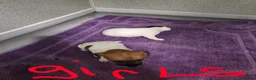 Jack Russell dogs for sale: Jack russell pups  in Stevenston - Advert 21