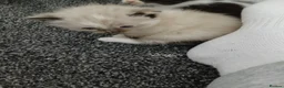 Mixed Breed cats for sale: Blended Ragdoll kittens - Advert 10