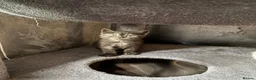 Scottish Fold cats for sale: 🐾Last 3 Scottish Fold/Straight kittens - Advert 8