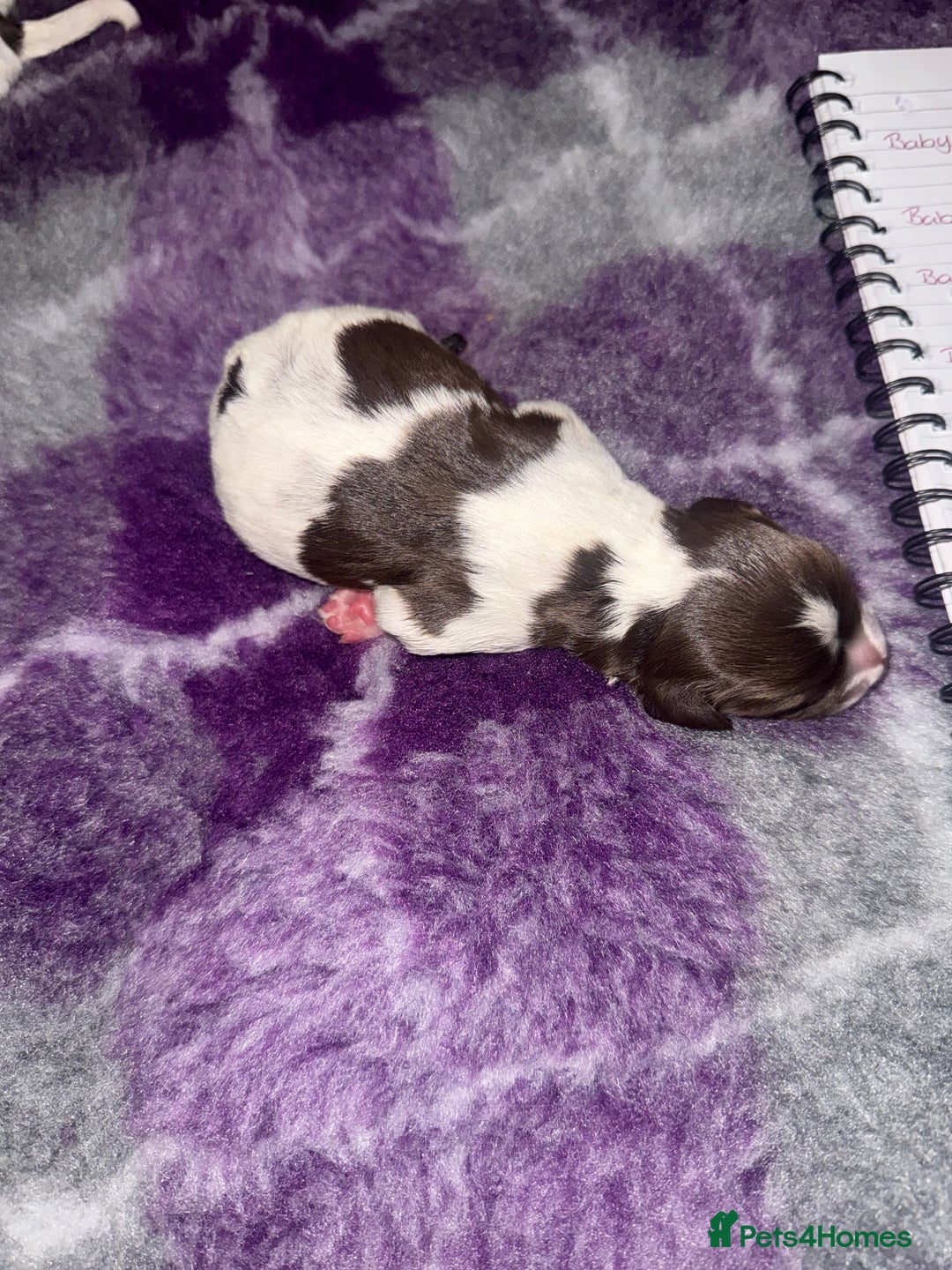 Sprocker dogs for sale: Exceptional F1B Sprocker puppy-male  - Advert 12