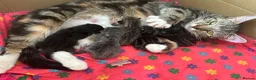 Mixed Breed cats for sale: 5 beautiful kittens with tabby markings - Advert 11