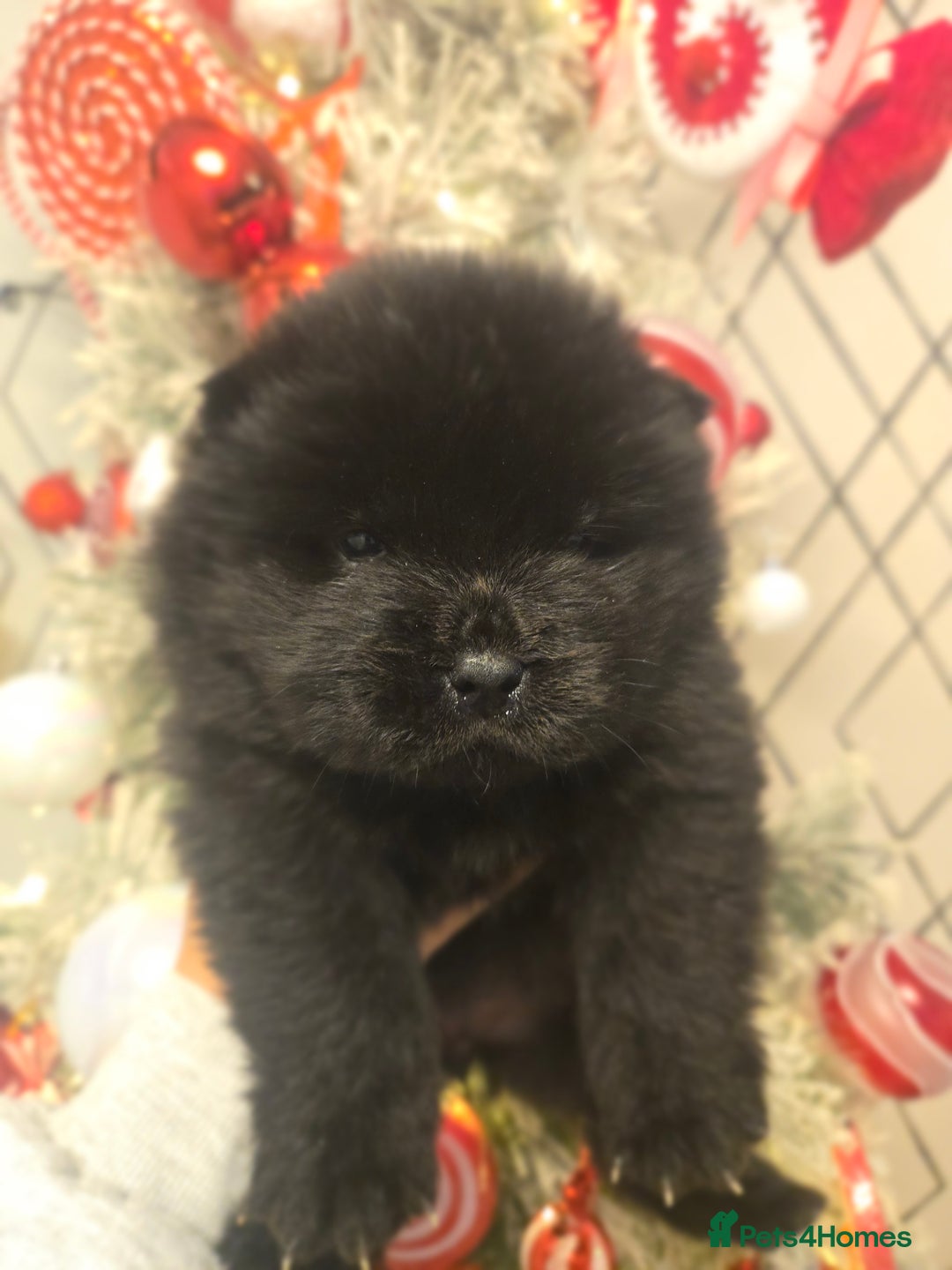 Chow Chow dogs for sale: Ready leave 23/12/2025 chocolate carrier CHOW CHOW - Advert 16